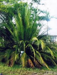 Image result for Macrozamia johnsonii