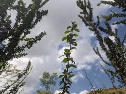 Image result for Balanites aegyptiaca