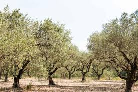 Image result for Olea