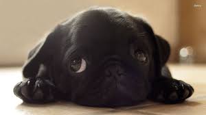 And, of course for love. Labrador Puppies Wallpaper Wallpaper