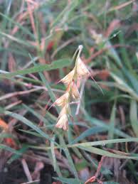 Image result for Tetrapogon tenellus