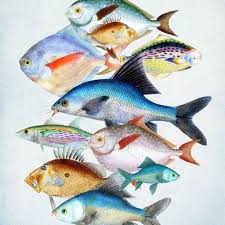 Michael Tavano Design On Instagram Fish Heads Fish Heads Itty Bitty Fish Heads I Have That Song In My Head Fish Art Animal Art Watercolor Fish