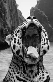 Black And White Photos Of Wild Animals Pin De Arkzi Dunaway En Monomania Our Monochrome Obsession Fotos De Animales Tiernos Fotos De Animales Salvajes Fondos Animales