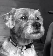 Black And Brown Terrier Dog Gimli The Border Terrier Black And White Border Terrier Terrier Terrier Dogs