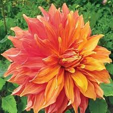 We did not find results for: 2 Dinner Plate Dahlia Mango Madness Nice Quality Blooming Size Bulbs Tubers Countrygardenshop Bulb Flowers Dahlia Flowers