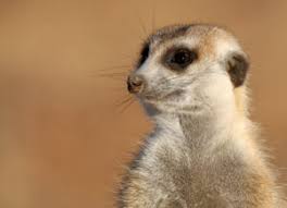 For those of you who don't know about the blainville's beaked whale or the artai argali or the black and rufous sengi (yes it's both black and rufous), it's about time you did! Meerkat Facts Suricat