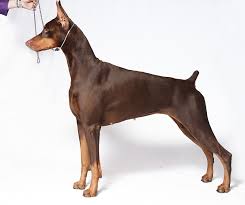 Akc Gazette Breed Column Anti Breeding Ways Of Thinking Distract People From Remembering That It 39 S Th European Doberman American Doberman Doberman Breeders