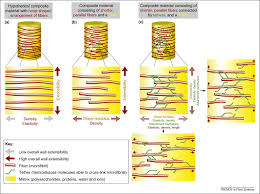Maybe you would like to learn more about one of these? Mechanics And Modeling Of Plant Cell Growth Sciencedirect