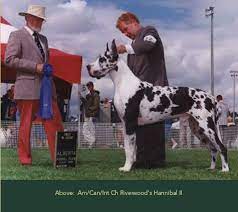 Hunter Green Great Danes Championship Great Dane Breeder In Lower Mainland B C Great Dane Great Dane Breeders Great Dane Puppy