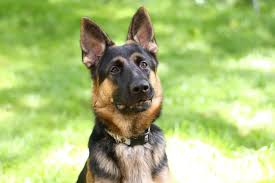 However, this doesn't mean you should not groom your dog. How To Read A German Shepherd S Body Language The German Shepherder