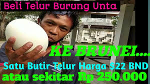 Hanya karena suhu telur jadi gagal menetas dengan mesin penetas telur. Beli Telur Burung Unta Di Brunei Sambil Lihat Buaya Jalan2 Bersama Teman2 Di Hari Raya Pertama Youtube