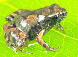 Image result for Pycreus fibrillosus