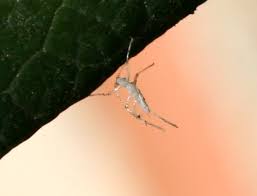 We did not find results for: Little Fuzzy White Bugs Not Mealy Ubc Botanical Garden Forums