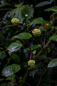 Image result for Pilea johnstonii