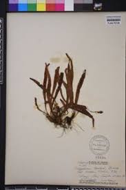 Image result for Grammitis cryptophlebia