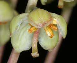 Image result for Alectra picta