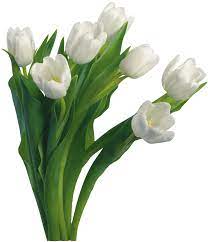 Bouquet Of Flowers Png Image White Flower Png Flowers Bouquet White Tulips