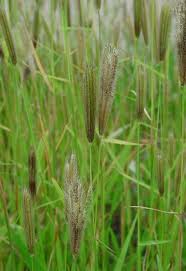 Image result for Chloris virgata