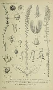 Image result for Centrostachys aquatica