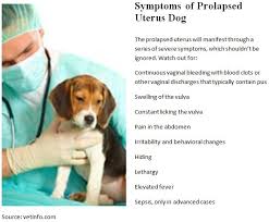 Symptoms Of Prolapsed Uterus Dog
