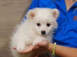 We understand what you are going through. Dogs And Puppies For Sale Puppies For Adoption Petland Iowa City
