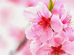 Bunga merah muda, gambar bunga sakura, bunga sakura, logo, simetri, wallpaper komputer png. Gambar Wallpaper Bunga Sakura Jepang Cantik Kata Kata Sakura Japanese Cherry Blossom Flower 810x608 Download Hd Wallpaper Wallpapertip