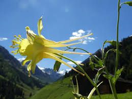 Check spelling or type a new query. Uber Aquilegia Und Thalictrum Staudenfreunde
