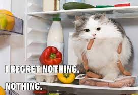 Proper Cat Food Might Keep Him Out Of The Fridge Best Cat Food Cats Funny Cats