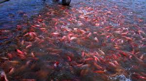 10 Cara Memelihara Ikan Nila Agar Cepat Besar Dan Panen Arenahewan Com