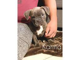 Before you consider some pitbull puppies for sale, here is some further information and tips about them. 3 American Bully Pitbull Puppies In Seattle Washington Puppies For Sale Near Me