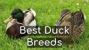 Know what duck breeds will suit your needs, how to feed, house and take care of your duck. Ultimate Guide To Duck Breeds Which Ones Are Best For Meat Eggs Pets Or All Three Educational Youtube