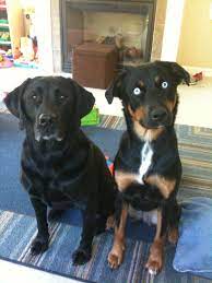 Best Buddies Lab Doberman Husky Mix Hunde Rassen Hunde Hunderasse