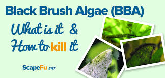 Black Furry Algae In Fish Tank Black Brush Algae Bba How To Kill It Scapefu047 Scapefu