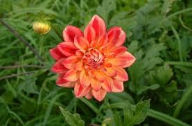 Orange Dahlia Flowers Pink Orange Dahlia Flower Essence Estrogen Balance Dahlia Dahlia Flower Flower Essences