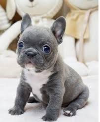 Mini french bulldogs provide endless hours of amusement and affection. Mini French Bulldog Archives Posh Pocket Pups Bulldog Puppies French Bulldog Puppies Cute Animals
