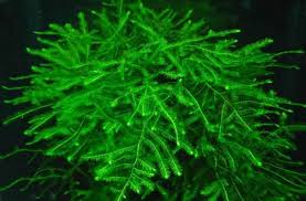 Tanaman ini merupakan tanaman untuk aquascape yang paling kecil dan sangat disukai oleh aquascaper. 37 Tanaman Karpet Aquascape Tanpa Co2 Termurah 2021
