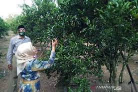 Free printable emoji faces emoji coloring pages : Wisatawan Bisa Makan Jeruk Sepuasnya Di Kebun Milik Giyanto Antara News