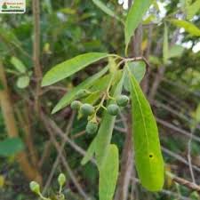 Image result for Cordia sinensis
