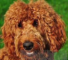 Check spelling or type a new query. Sunshine Acre S Adorable Irish Goldendoodles Goldendoodle Puppy Goldendoodle Goldendoodle Breeders