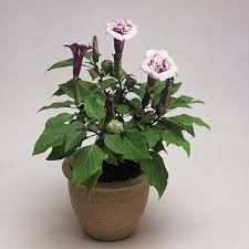 Image result for Datura metel