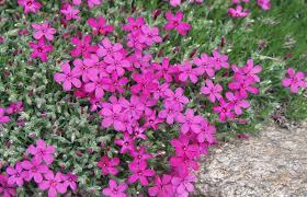 Comments (0) reviews (0) two colors there are 4 bunches of different sizes in the archive: Phlox Douglasii Ochsenblut Polster Phlox Pflanzenreich