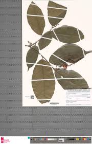 Image result for Grewia barombiensis