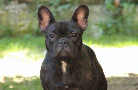 Panties frenchie collar dog cat diamond dog belt leashes dog leashes sale small dog harness pet dog pet dog muzzle dogs barking bark dog. Home Vdh De