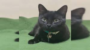 Black Cats Are Not Bad Luck