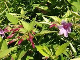 Image result for Jasminum beesianum