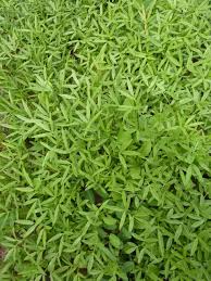 Image result for Stylosanthes