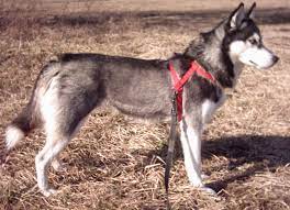 Maybe you would like to learn more about one of these? Siberian Husky Wikipedia