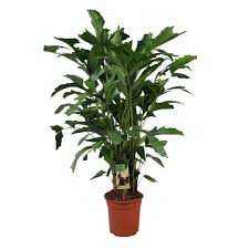 Image result for Caryota