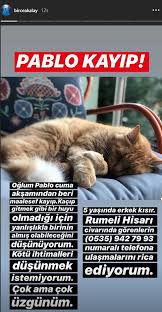 Birce Akalay In Kedisi Kayboldu Keyf Gazetesi Keyf Gazetesi Haberin En Keyf Lisi