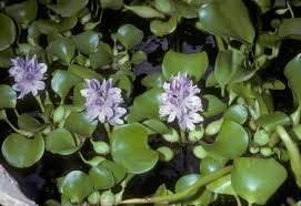 Image result for Pontederiaceae